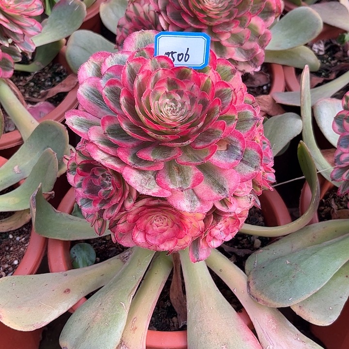 海神多肉植物0506