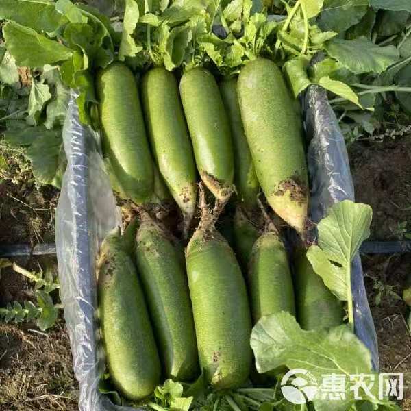 天星02水果萝卜酥脆多汁农家自种新鲜产地直发生吃脆甜爽口