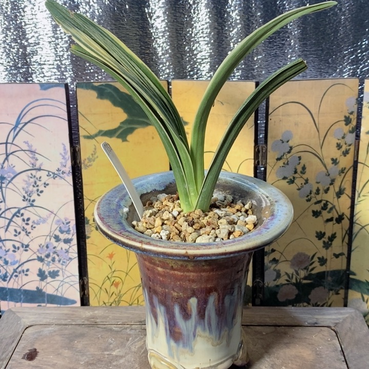 无花朵jhghhggjhggjjjj