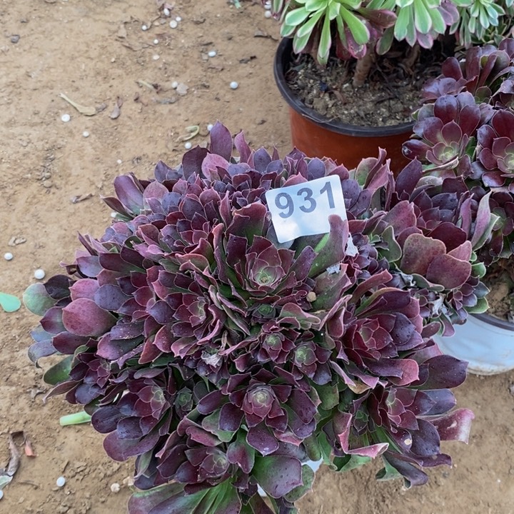 初**末931柠檬玫瑰多肉