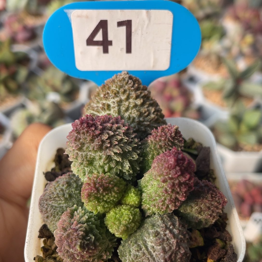 琳***涛    巨朱。       