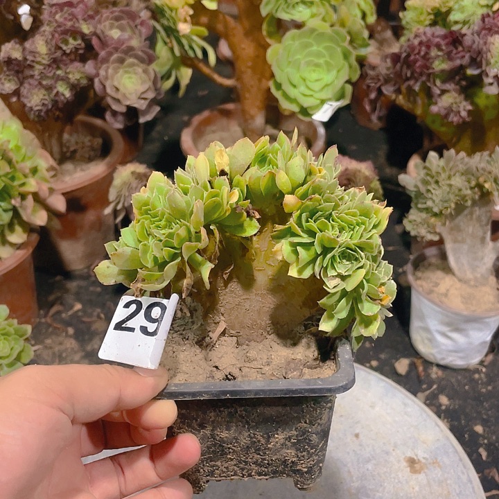 292绿羊绒朵朵整板