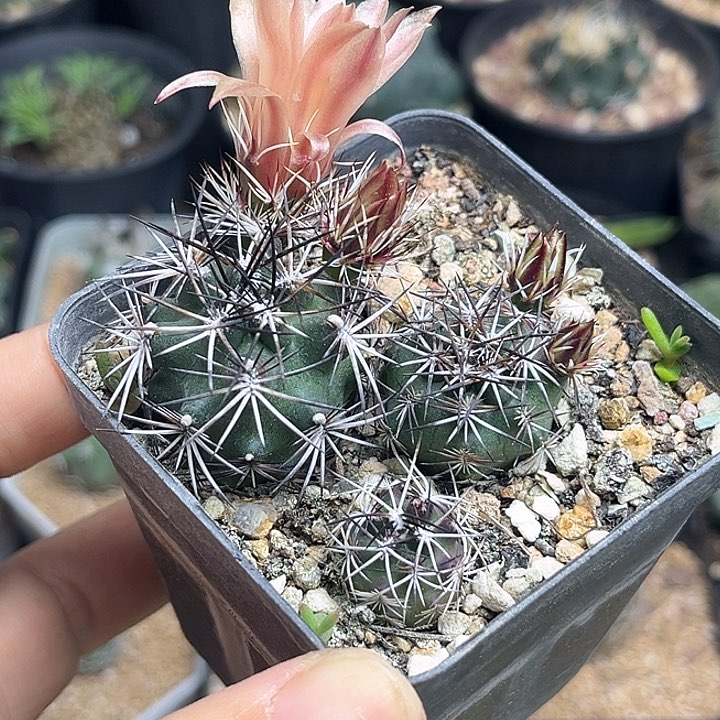 达氏青花虾实生球3颗