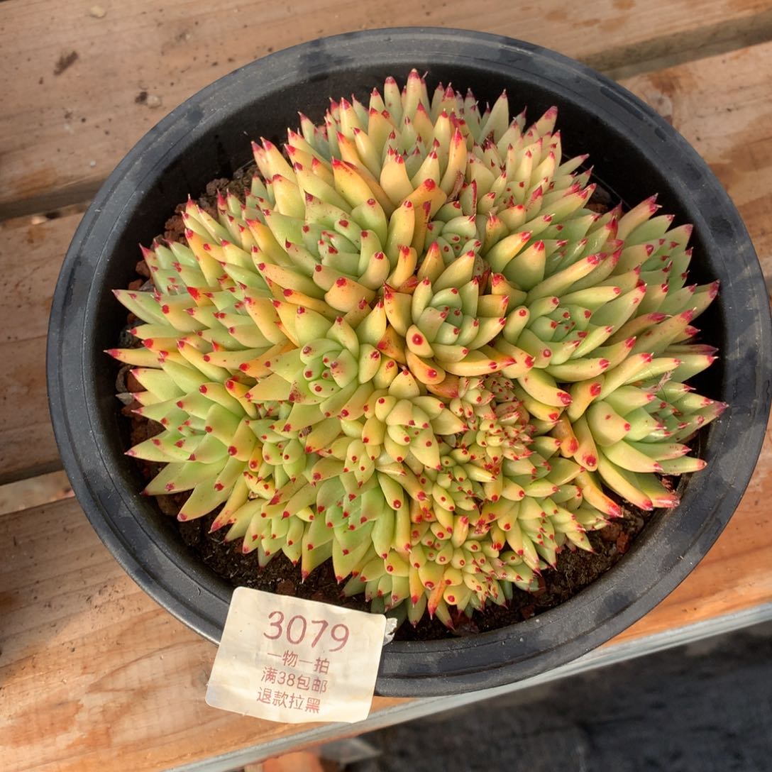 17厘米虎金缀3079