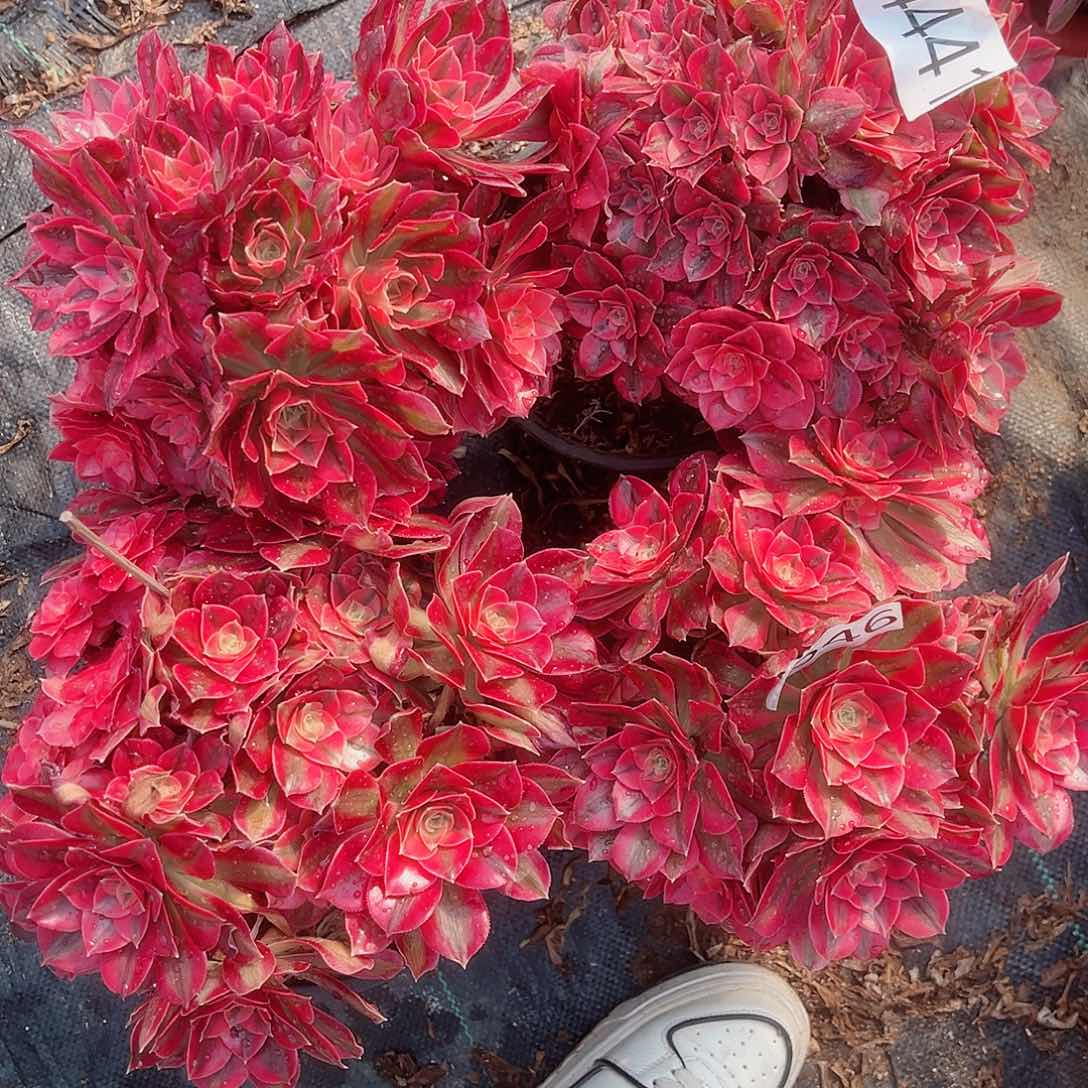 4441粉女巫4颗最合多肉植物