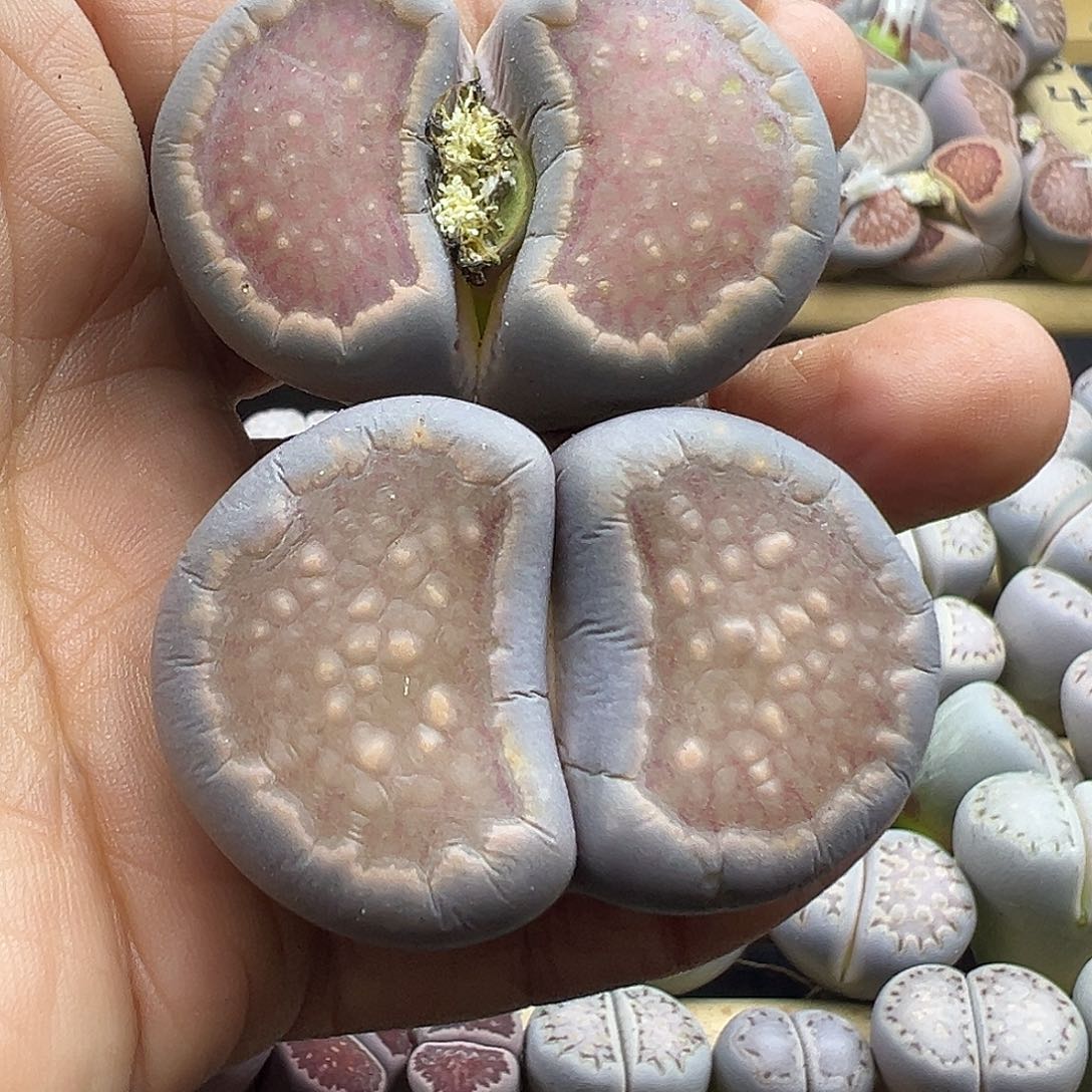 1920 生石花福利炸巨无霸