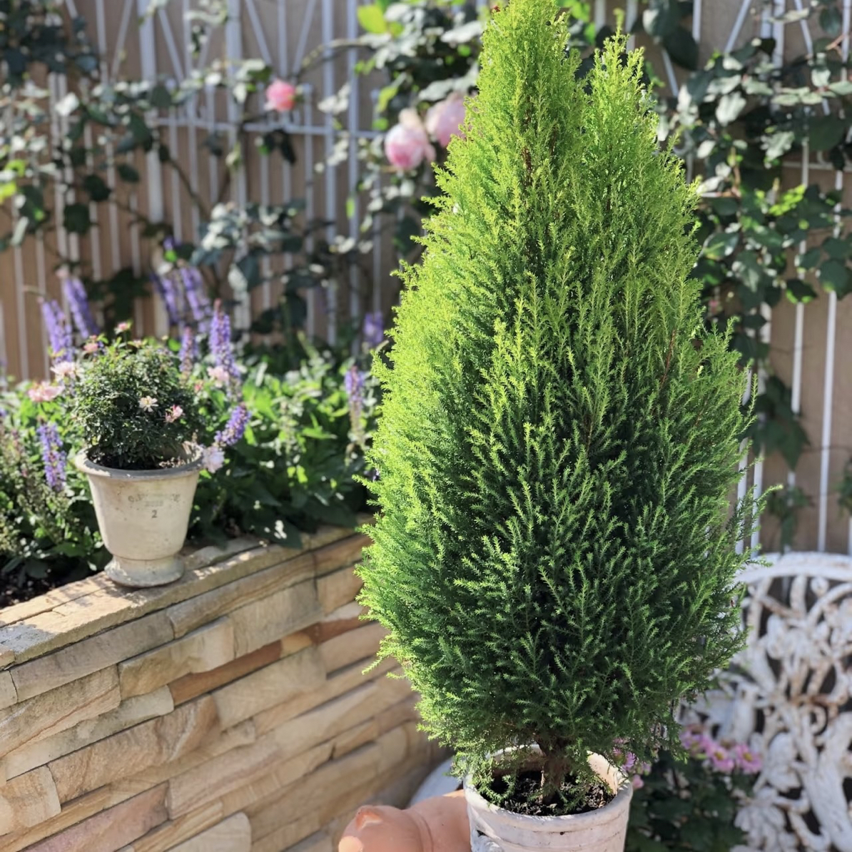 【泛范】小香松自带清新柠檬香气，叶片翠绿养眼，好养活不挑环境