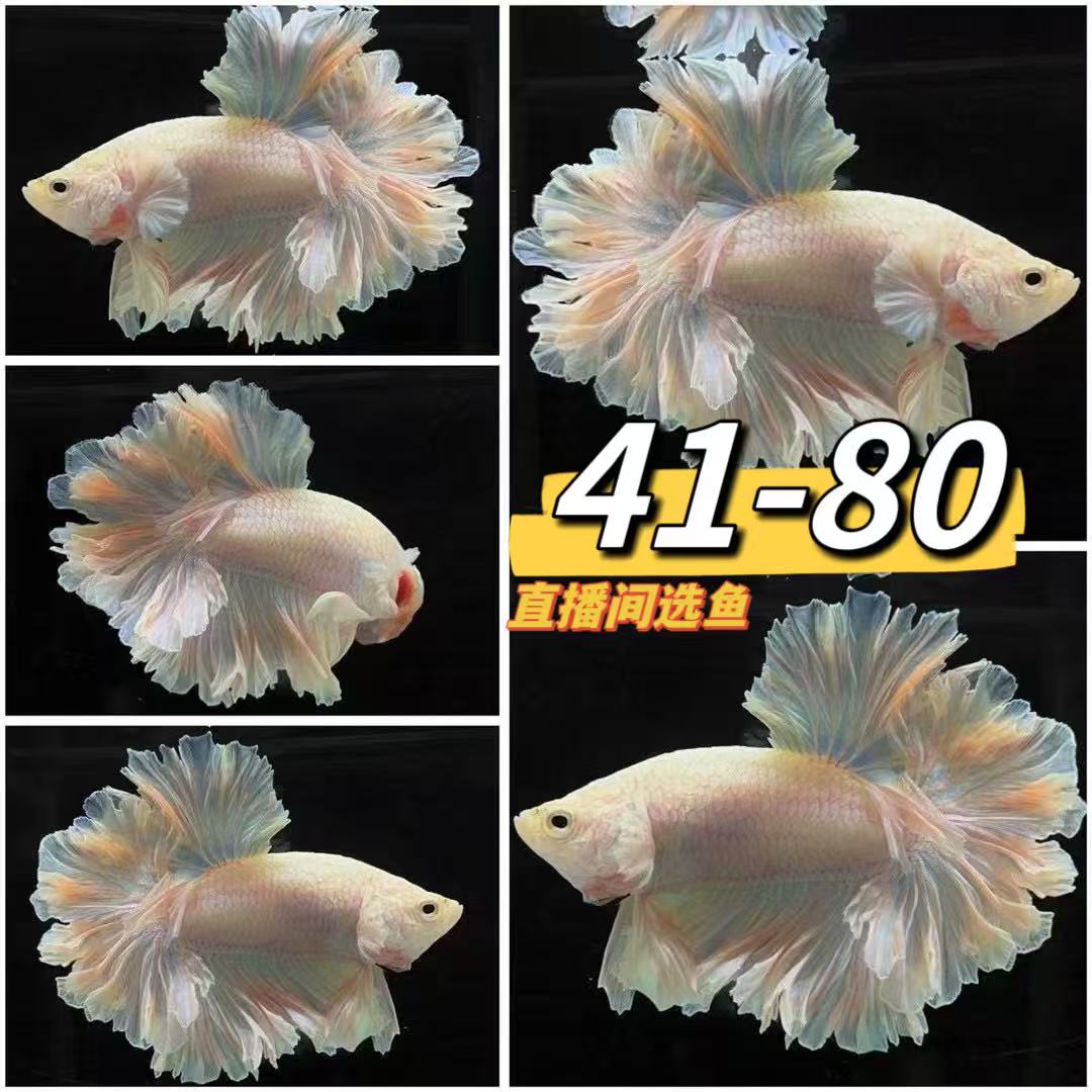[41-80]鱼乐精品泰国斗鱼婚纱鱼斗鱼小型观赏鱼狮王半月将军活体