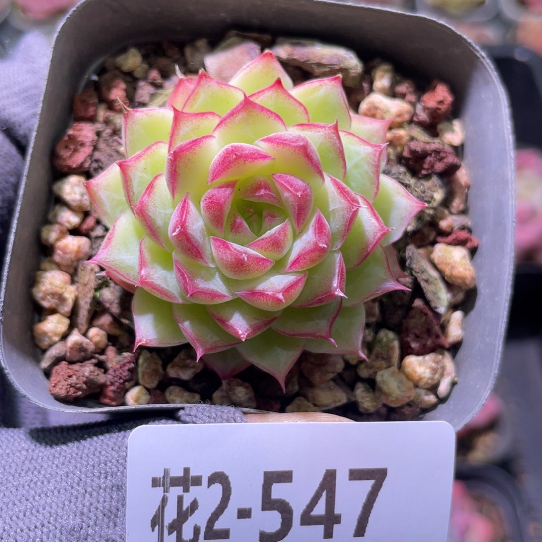 花利美2-547女王  
