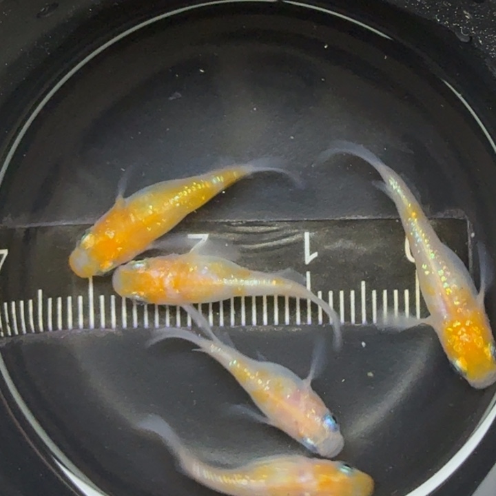 青鳉鱼王华短球11号