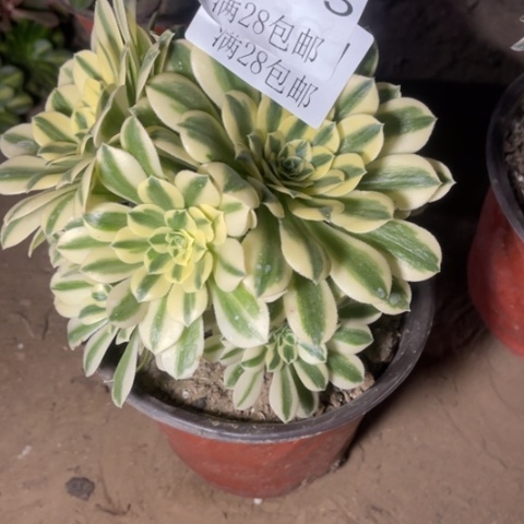 迈巴赫多肉多肉4355