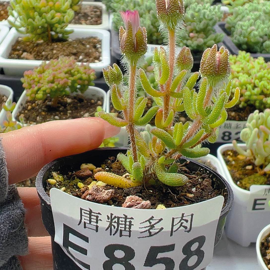 狐尾858。           