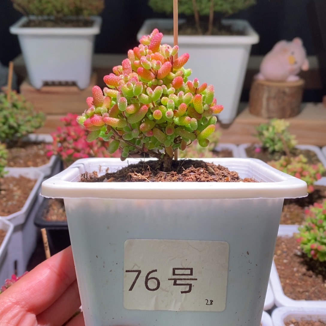 蜜橘带盆土发货一物一拍