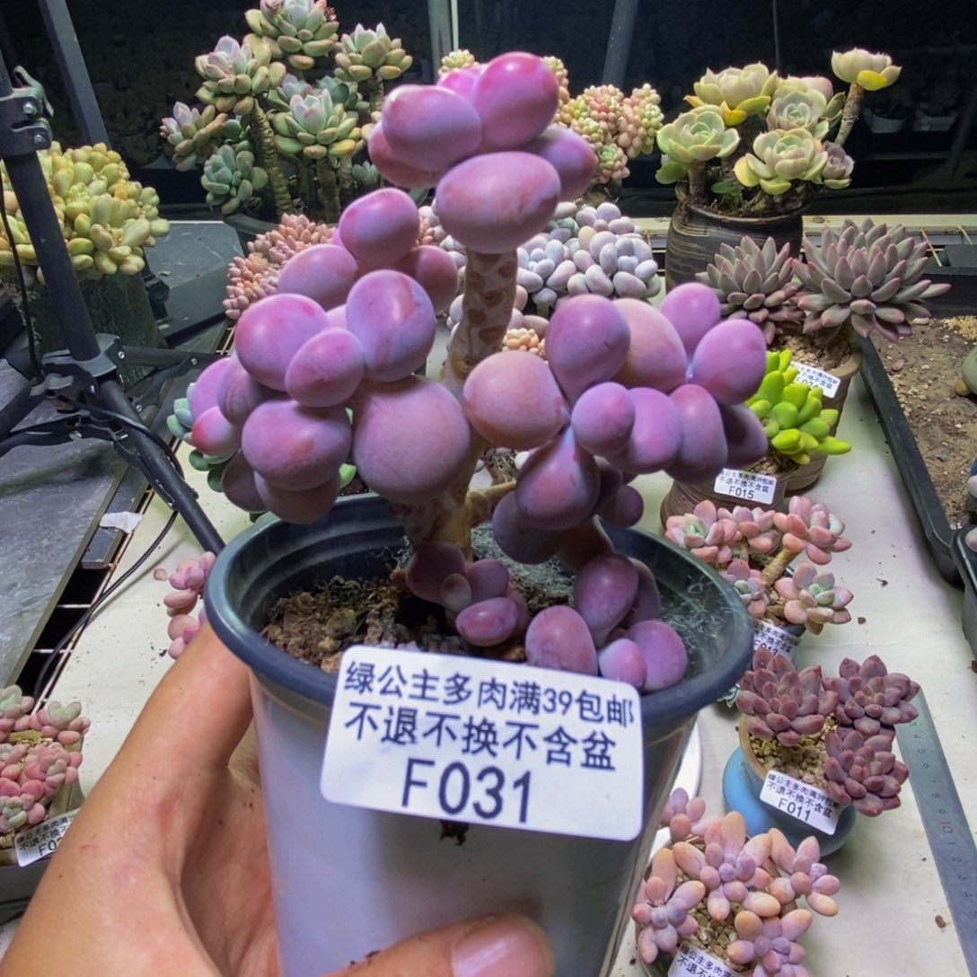 031腰子桃蛋树多肉8cm有断枝