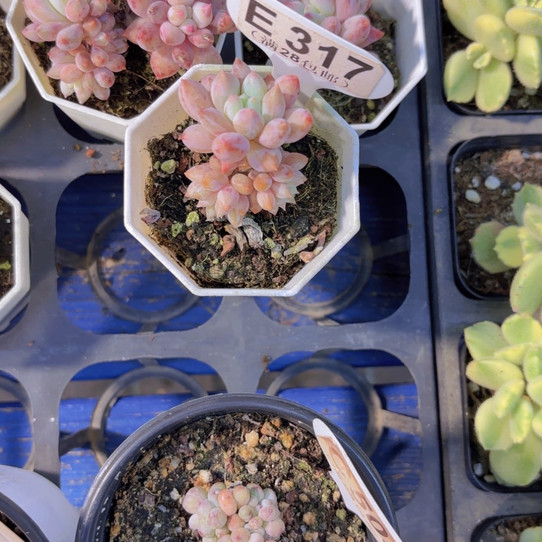 汐***sE317所罗门一物一拍