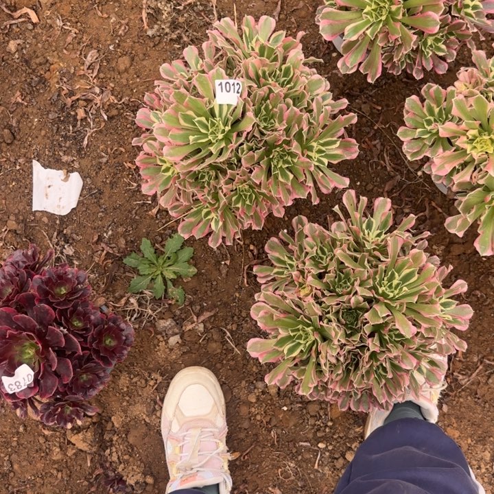1012 清棚处理不包断枝