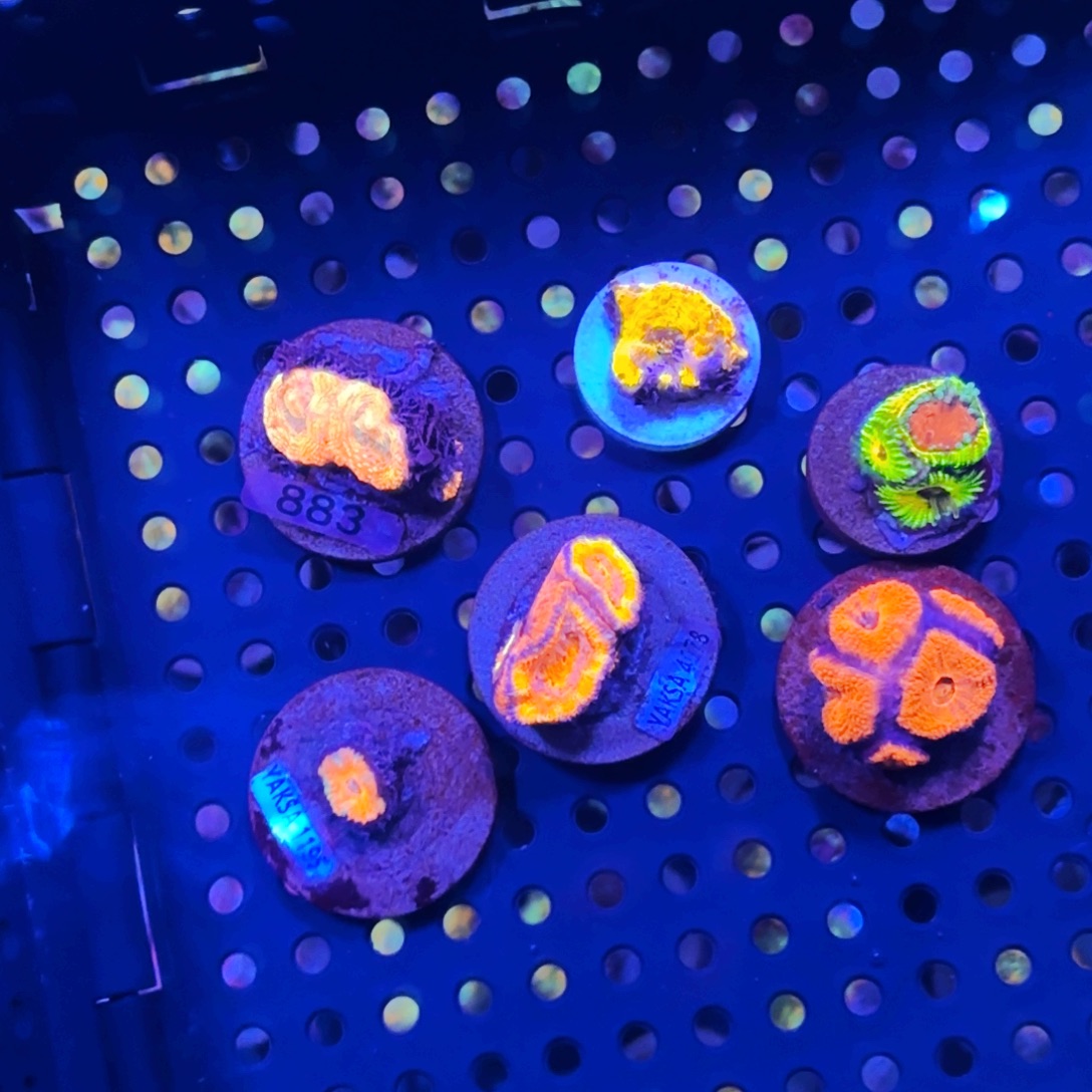 惠***长纽扣珊瑚糖果脑一筐