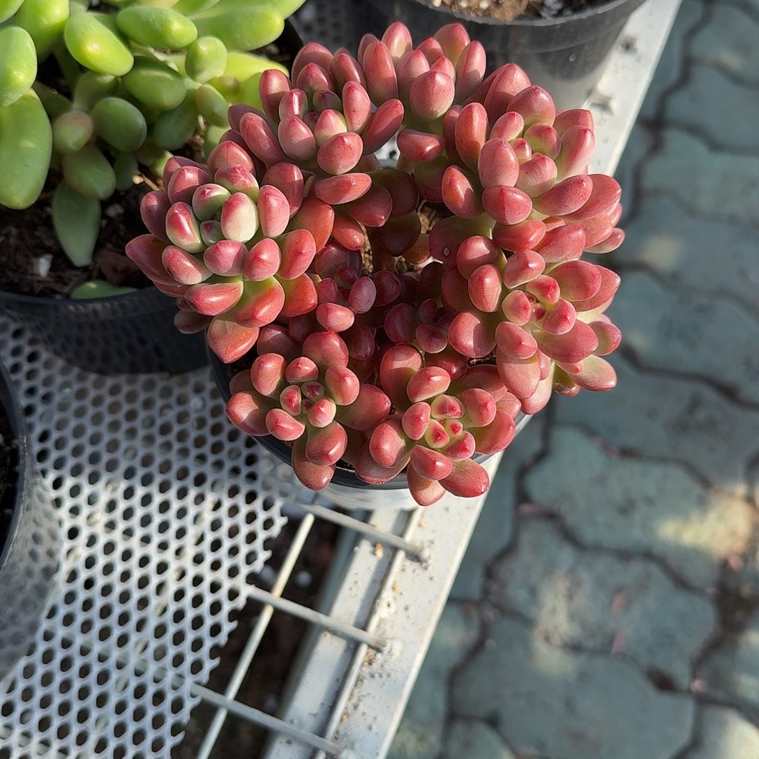 汤姆猫多肉植物精品