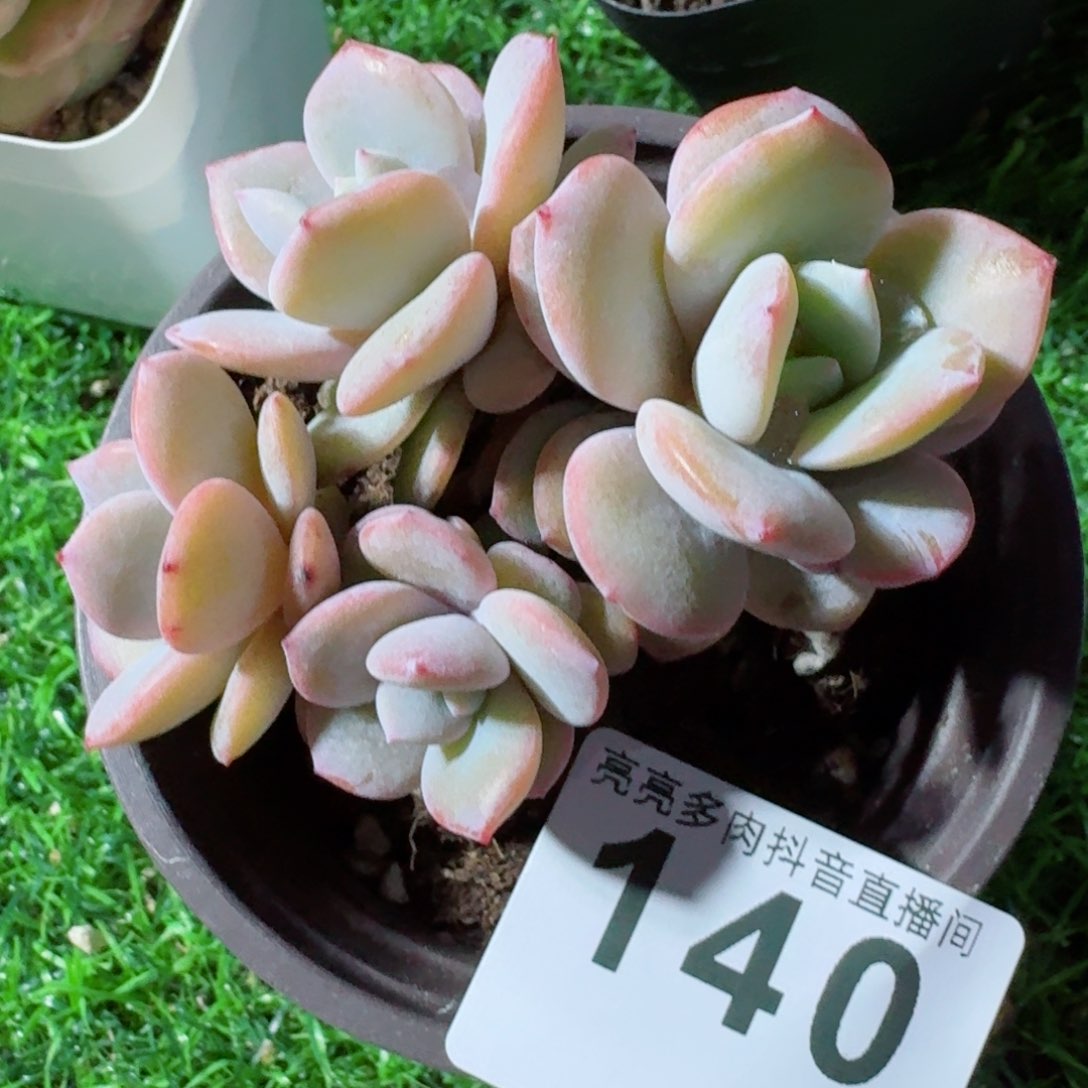 奶茶         精品多肉