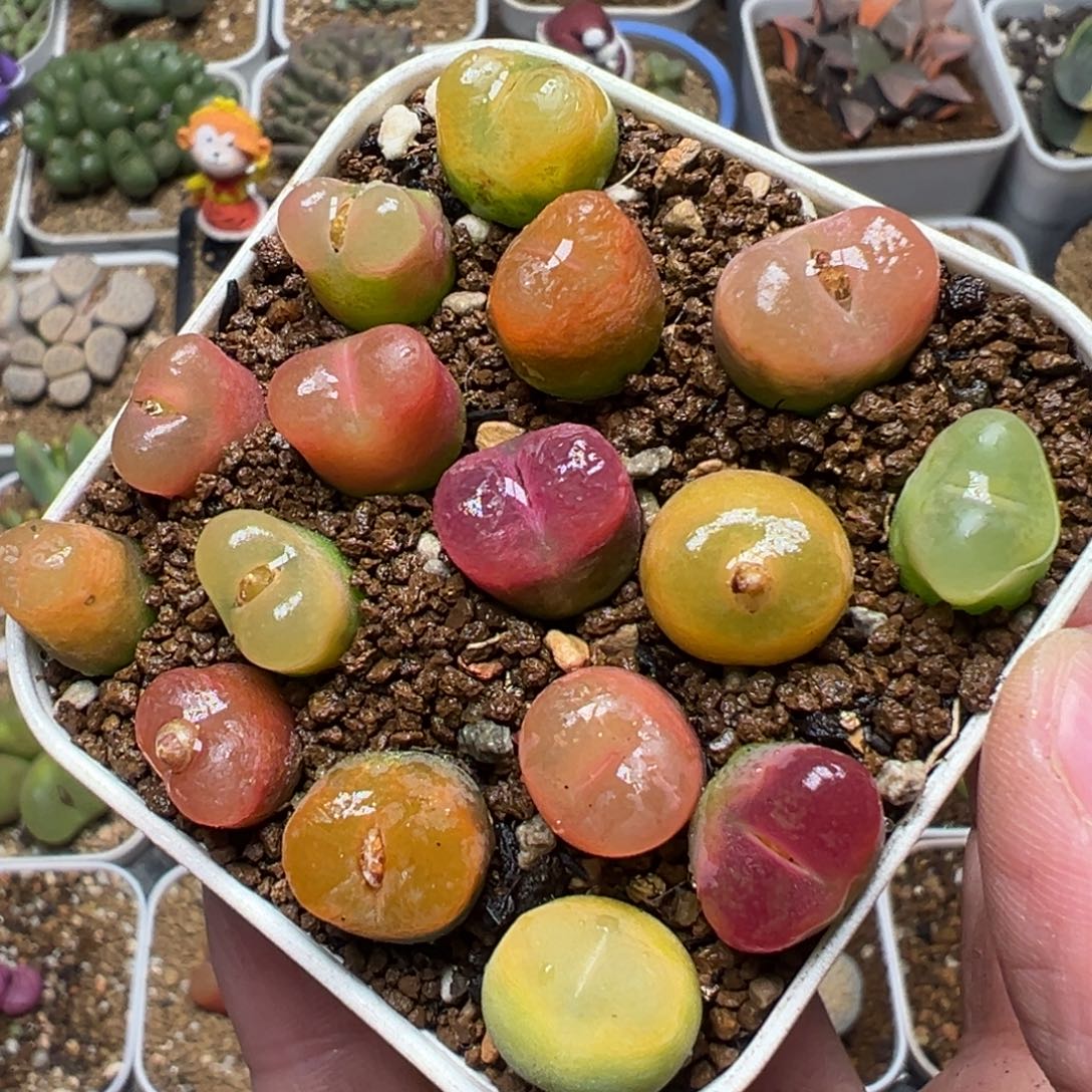 16棵彩虹毛组合带盆