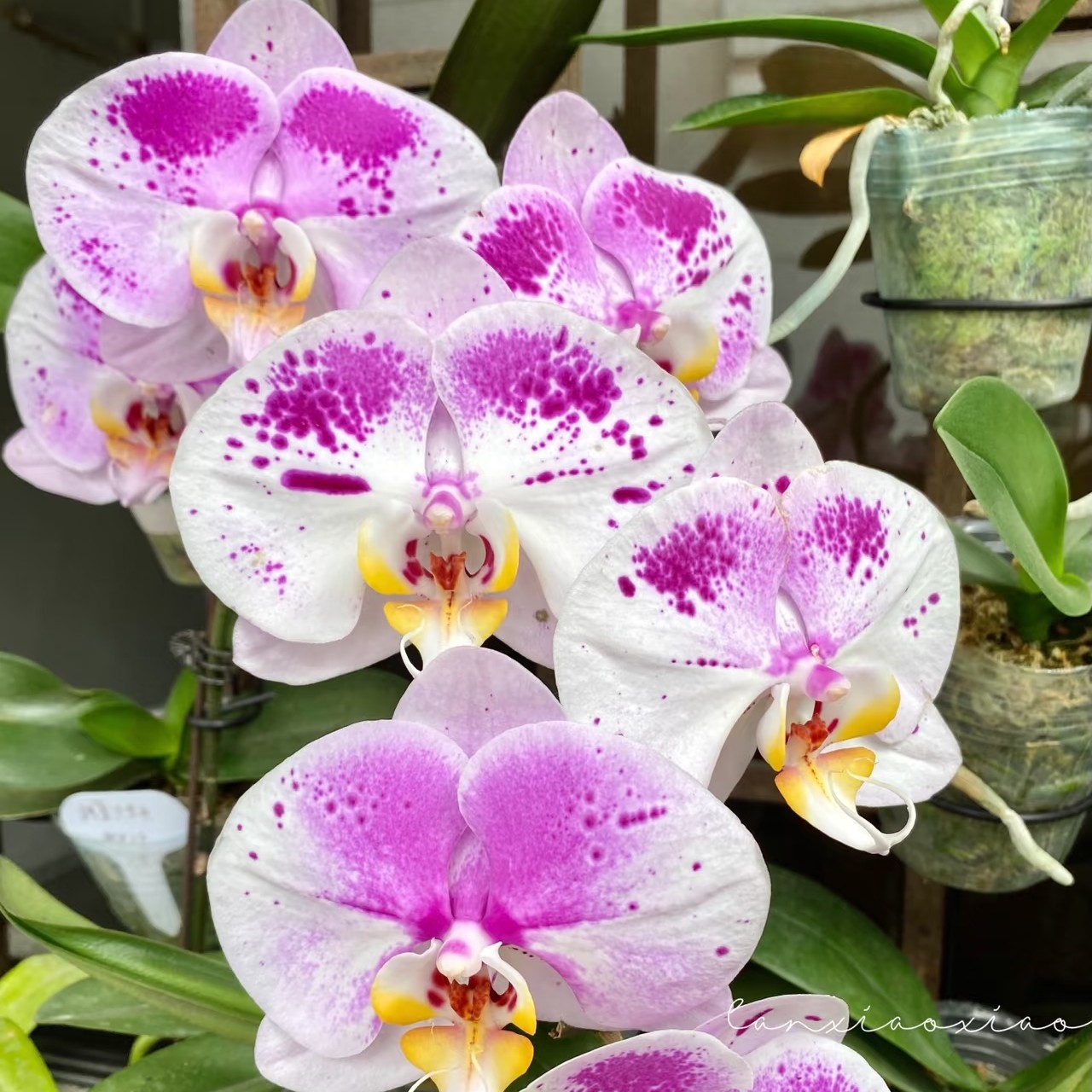 蝴蝶兰—彩虹熊猫(任意两颗包邮只拍一颗发苗)