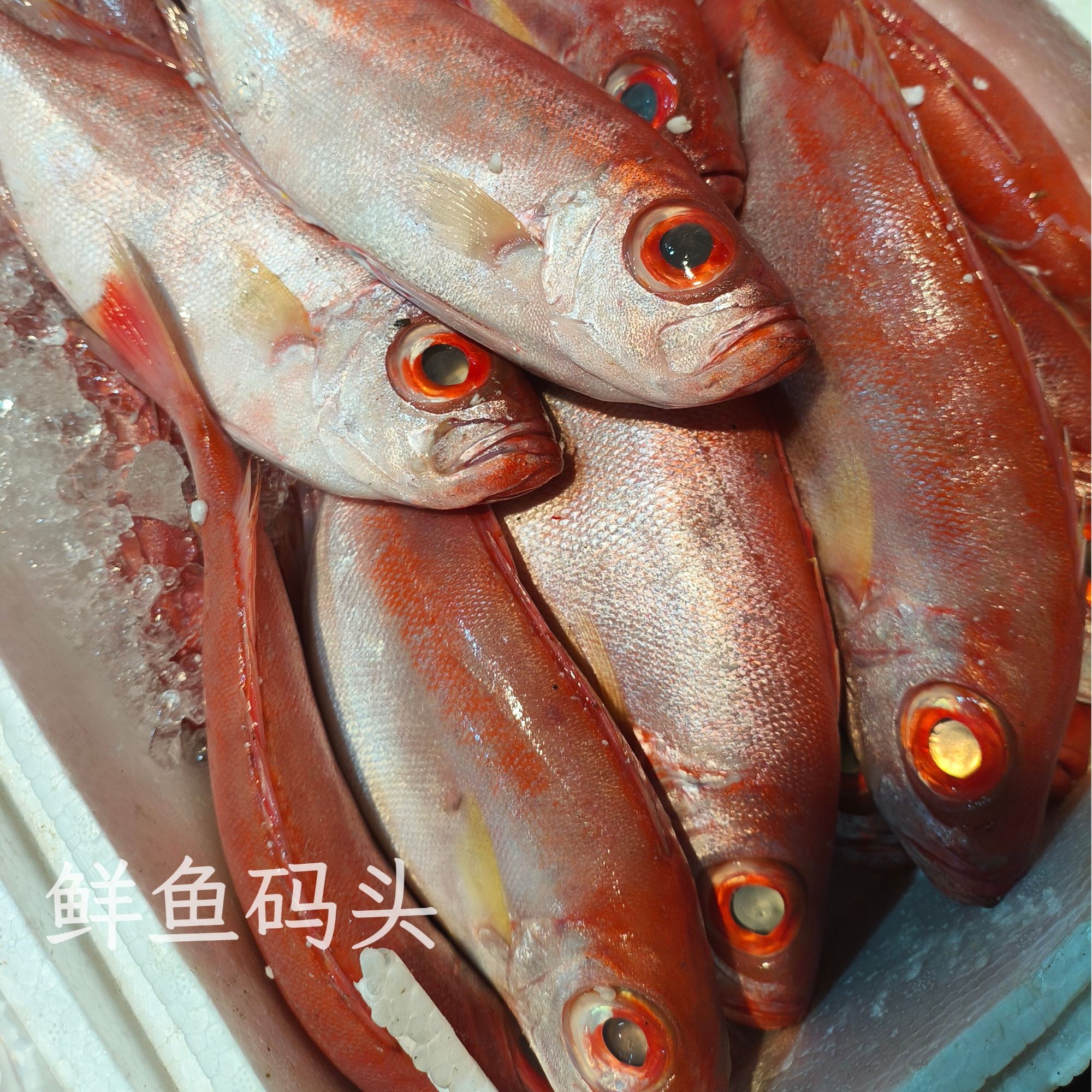 广东本港海捕新鲜野生红目鲢大眼鱼海鲜肉质细嫩顺丰冷链包邮
