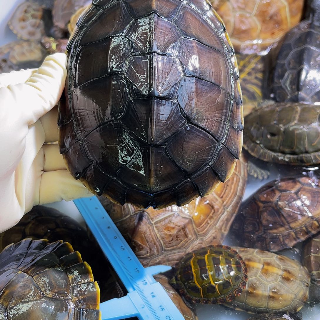 曹***雄中华草龟公母搭配