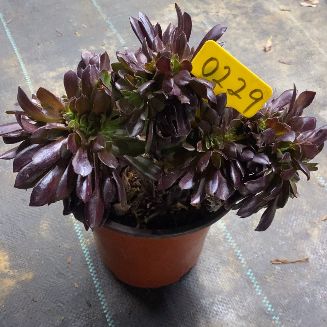 红陶0229欧紫缀一物一拍