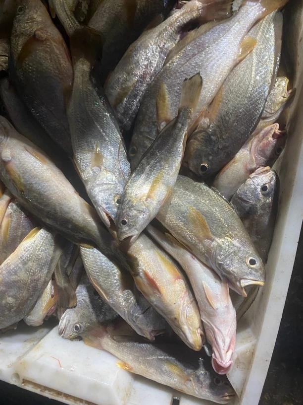 福建连江野生笼捕 白子鱼（中号1斤9到10只） 四斤称好 默认杀