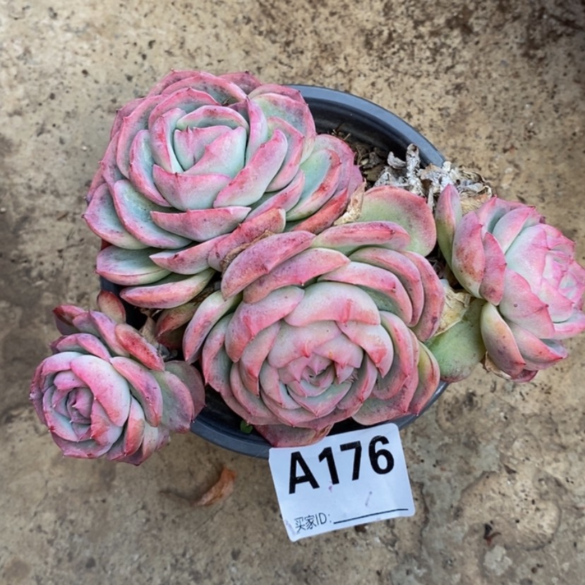 【闪购商品】花**态多肉植物