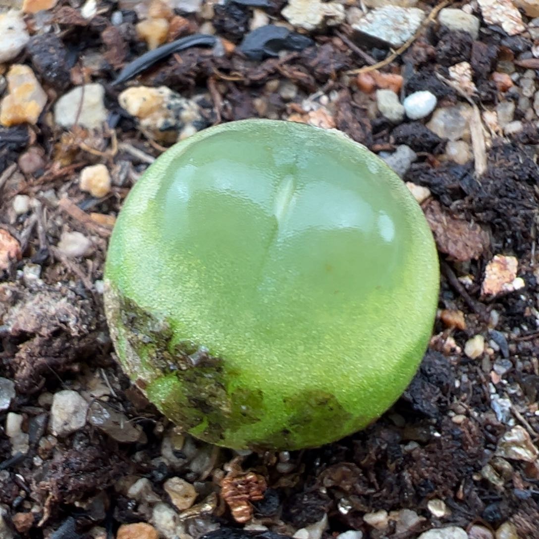 1.20好看的多肉606