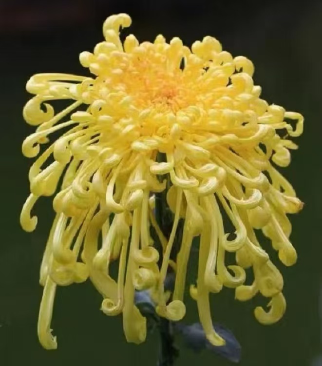 黄水晶【带花苞】大花线型菊花