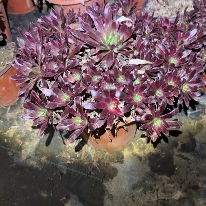 不包侧枝一物一拍7