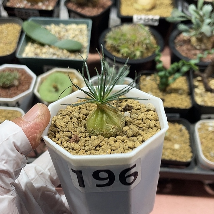 多****196毛叶迷你海葱块根