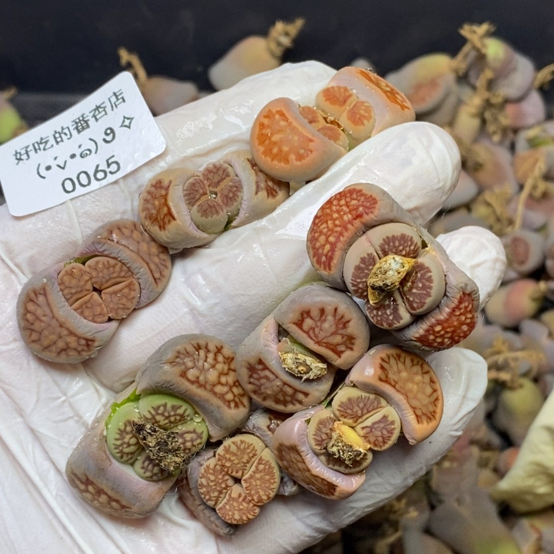 0065。零下拍保温.18包邮.当天凑哦