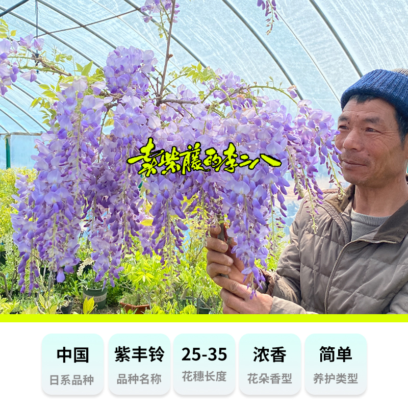 正宗丰花紫藤普罗旺斯、紫丰铃盆栽、庭院攀爬藤本花卉 当年开花