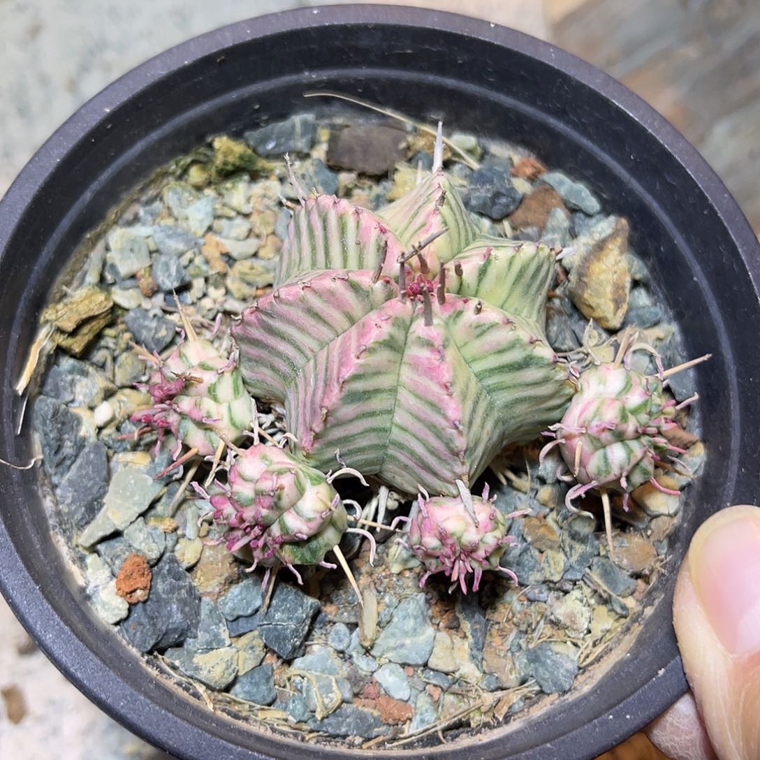 母本级斑马大戟锦一物一拍