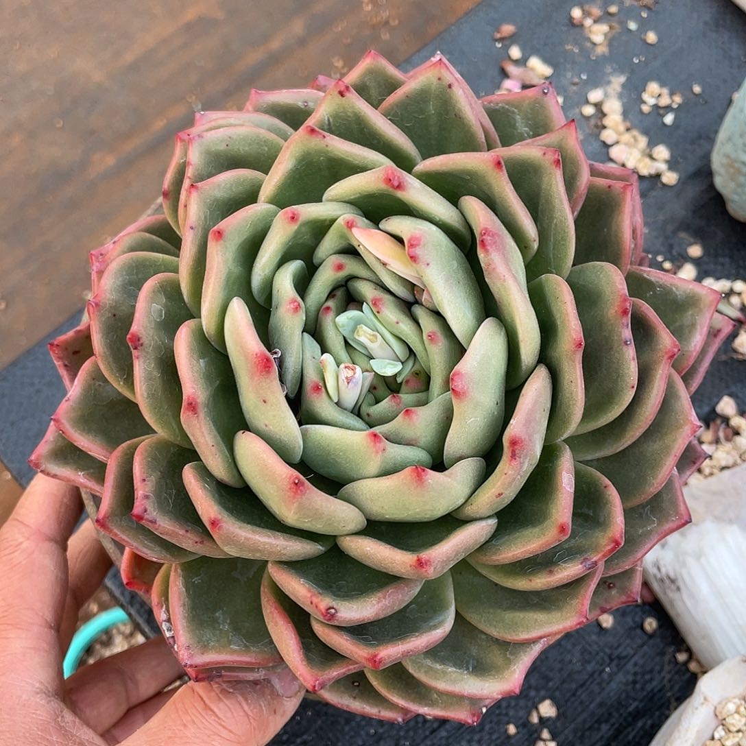 ?****?多肉植物一物一拍