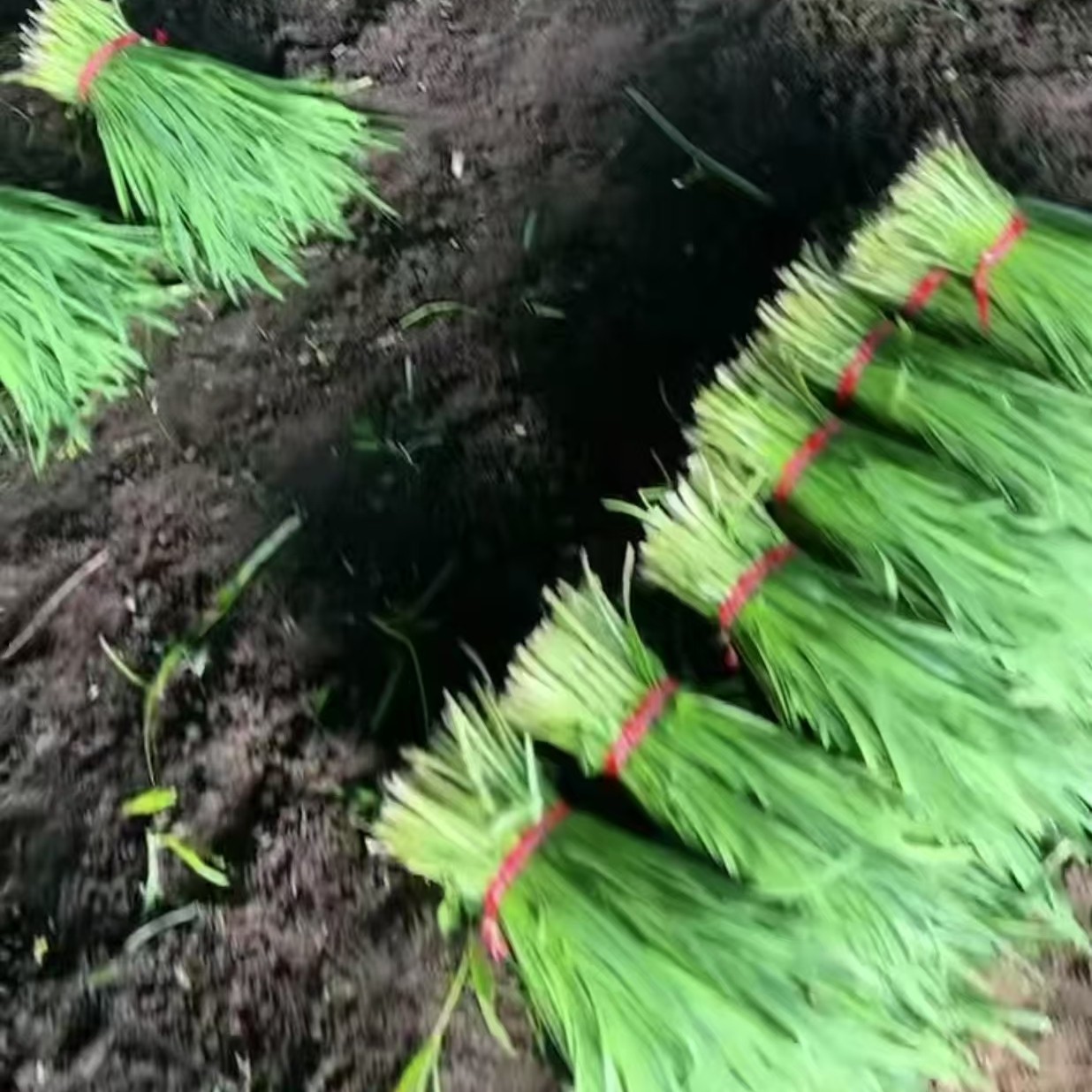白城青山镇本地韭菜