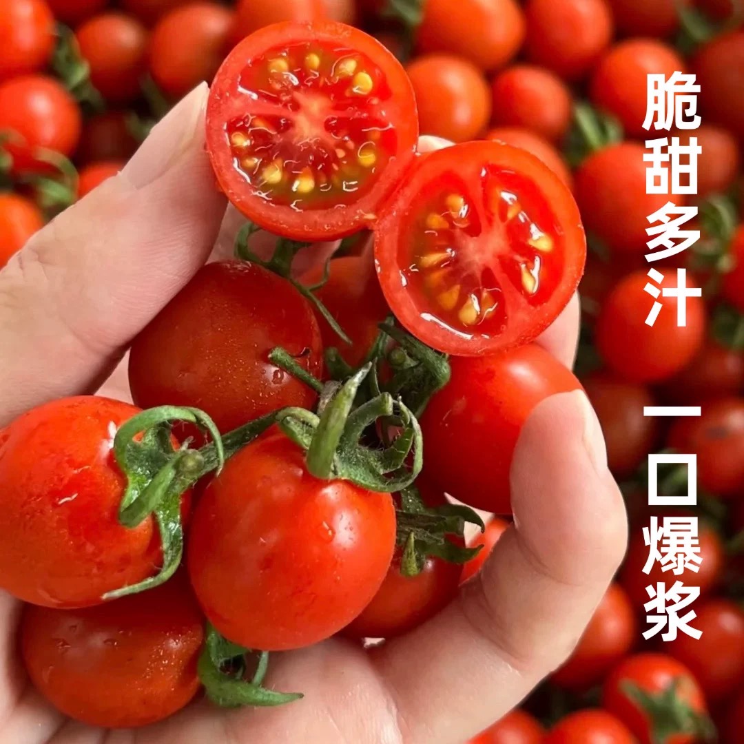【徐知会专属】正宗平度釜山88小柿子大小混装圣女果