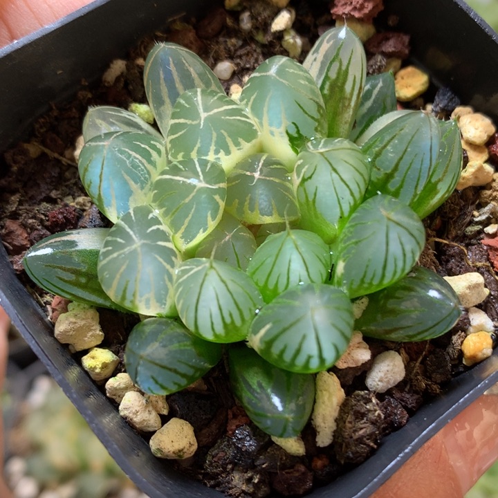 霓虹灯玉露锦带盆土发货