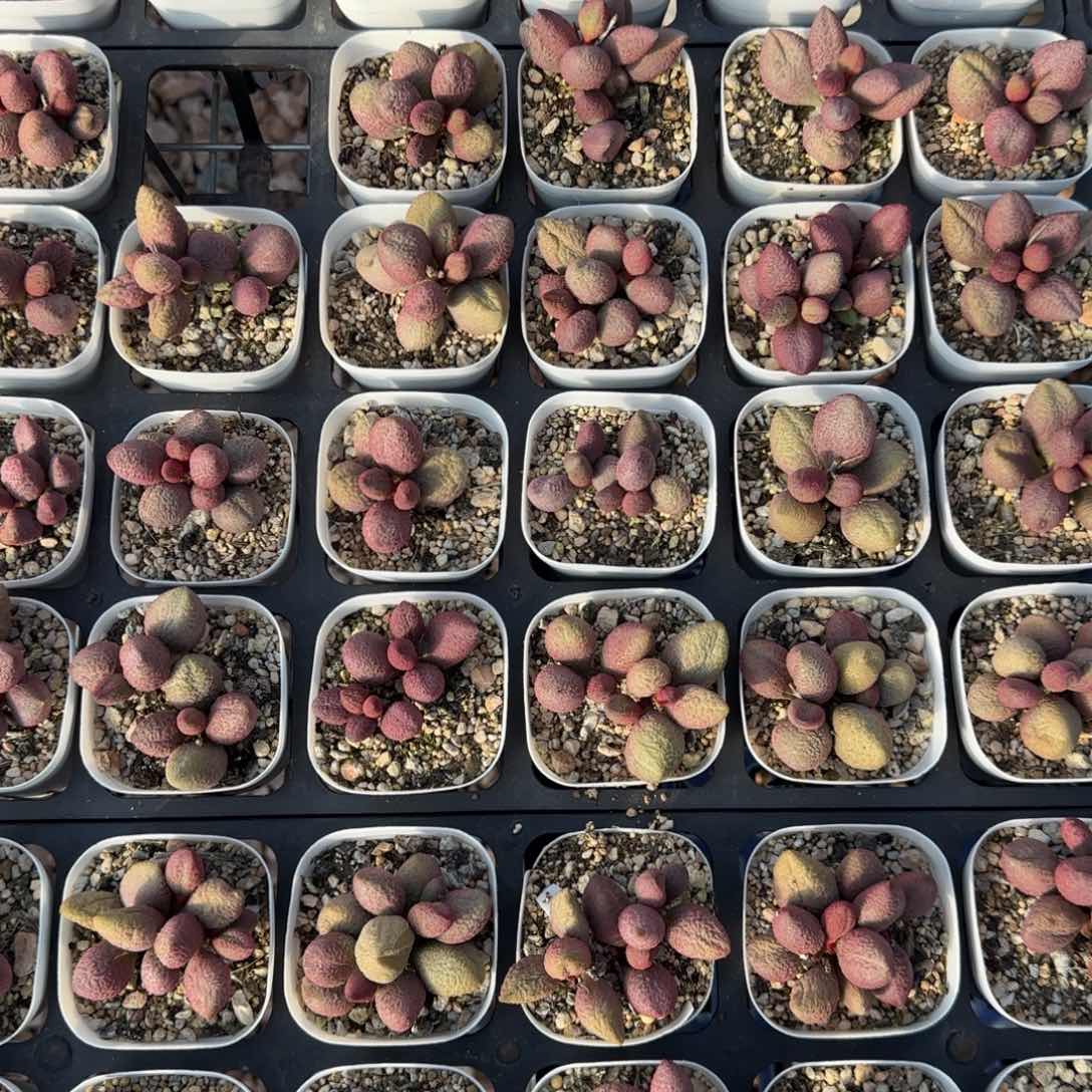 服部量拍链接多肉