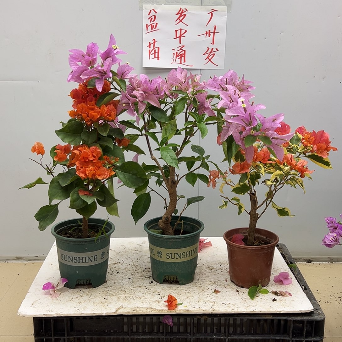 大部分花苞少量开放明扬橙，新加坡宫粉，橙冰组合