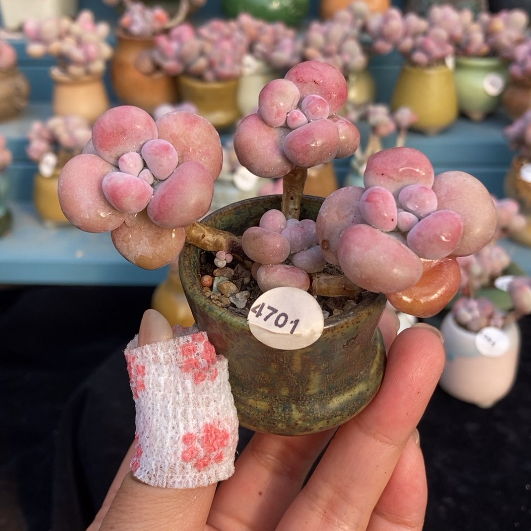 @****ℳ4701糖果腰子蛋带盆土