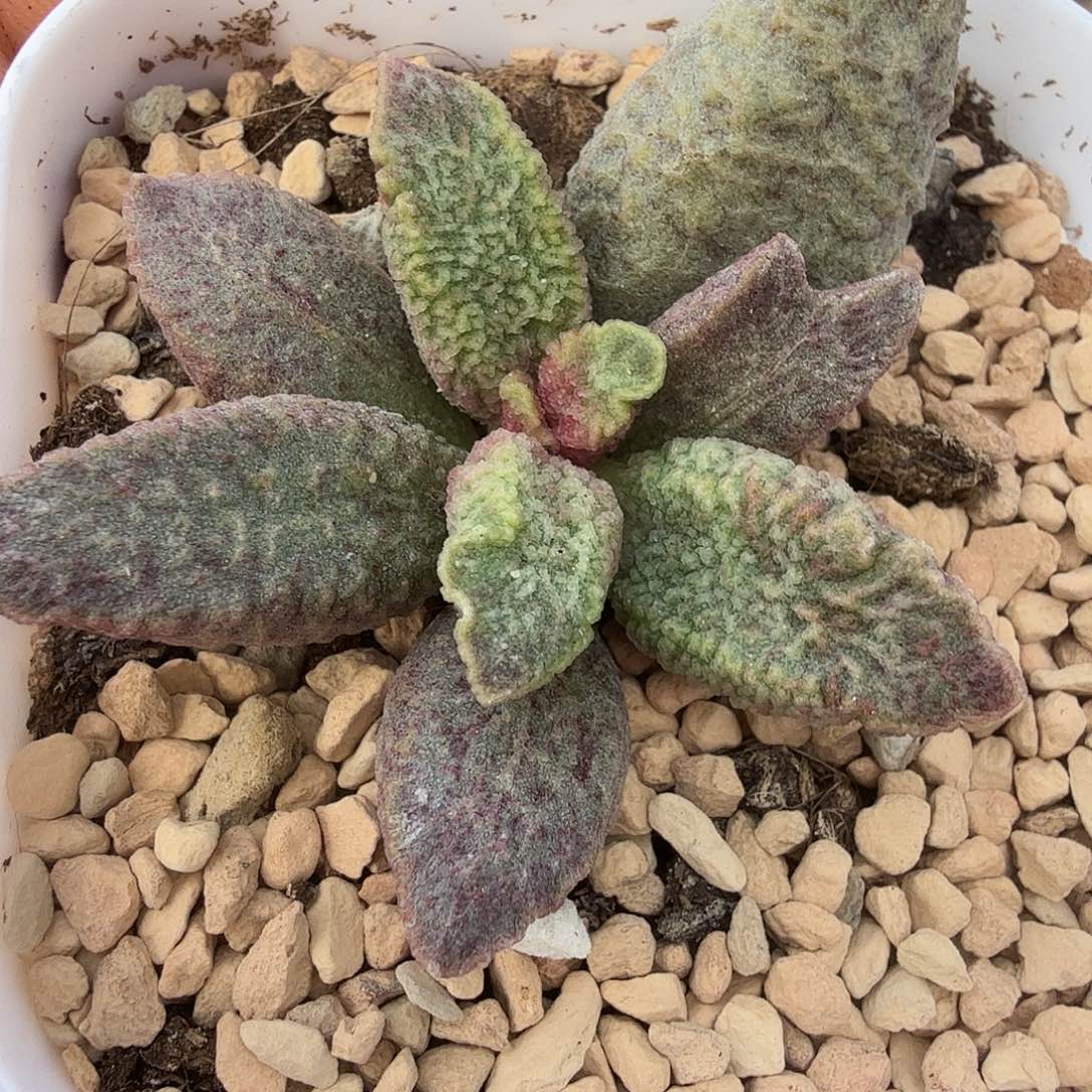假猪肝             