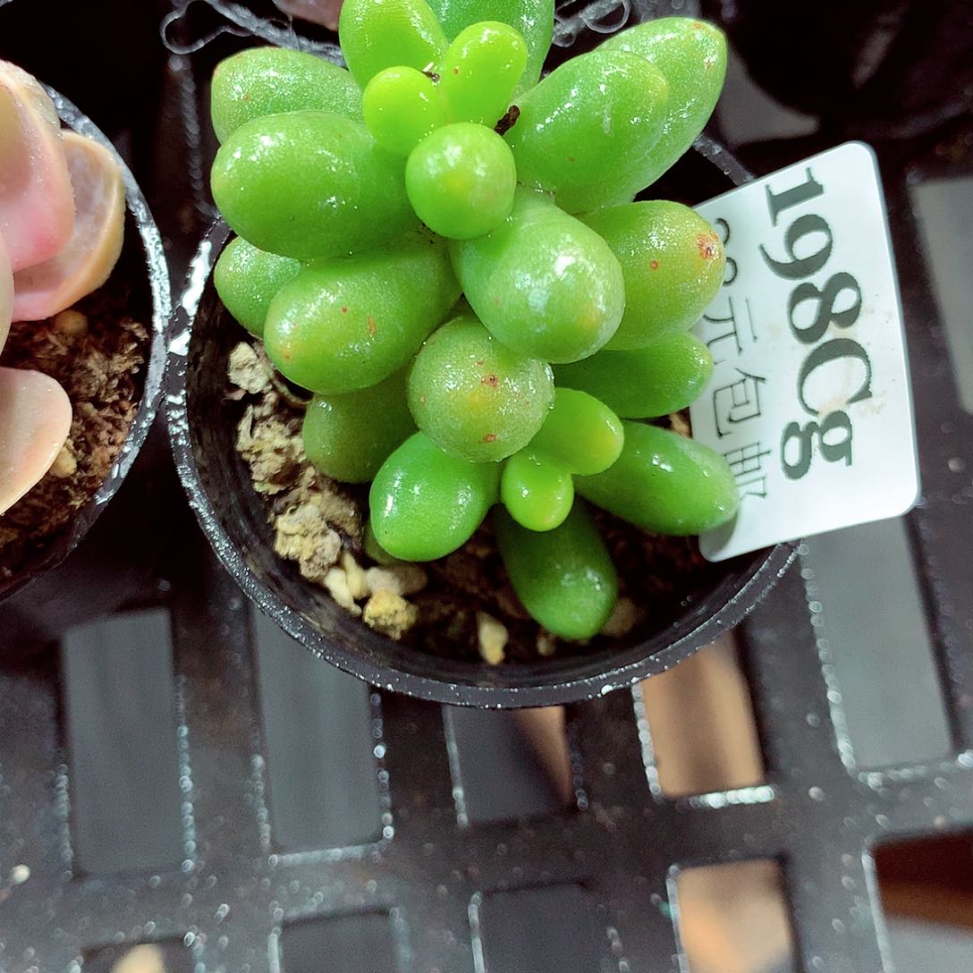 5厘米盆精控多肉198