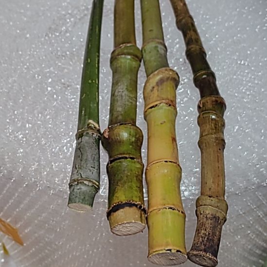 老***蔡刚刚回家看了刚刚回家
