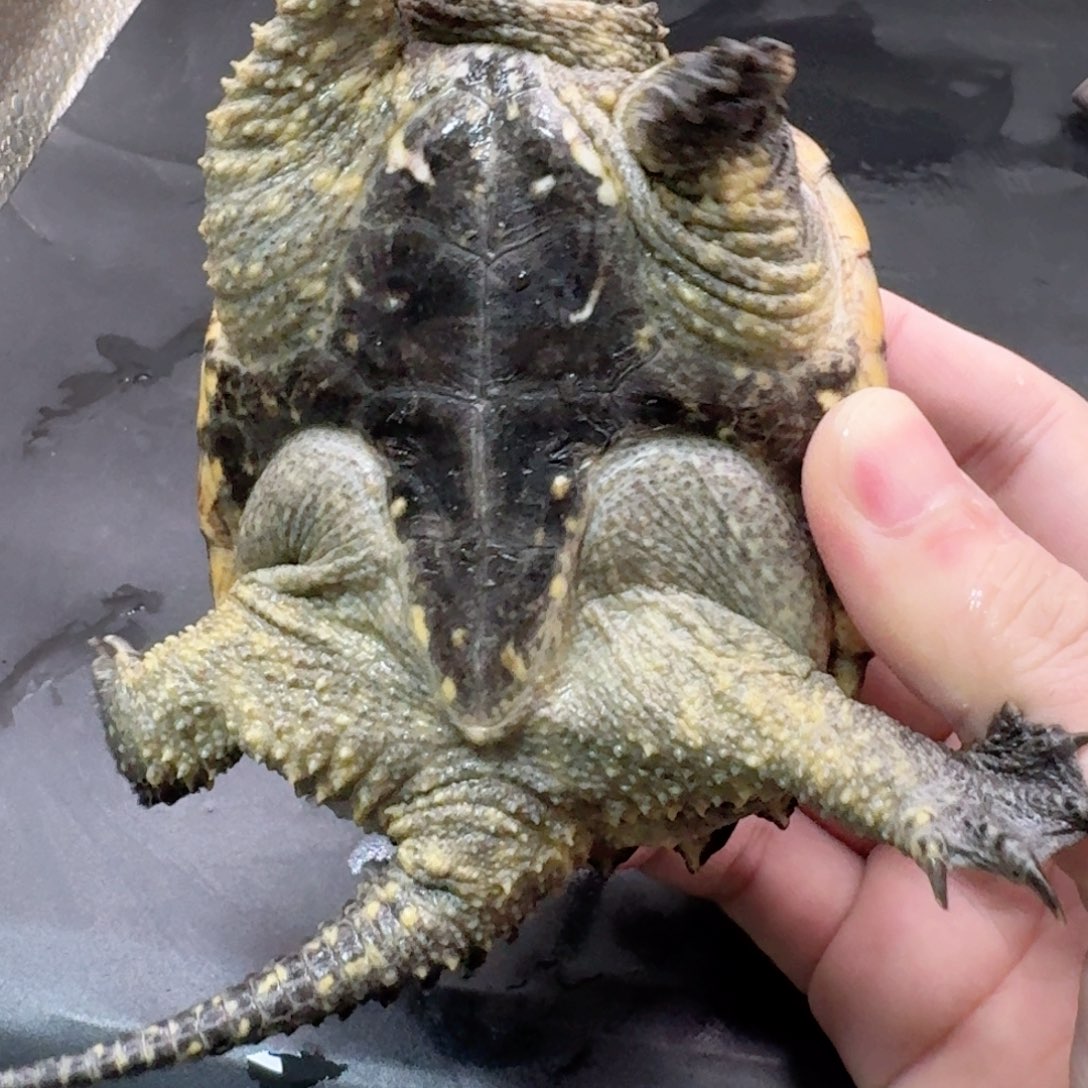 宠物龟不分公母11