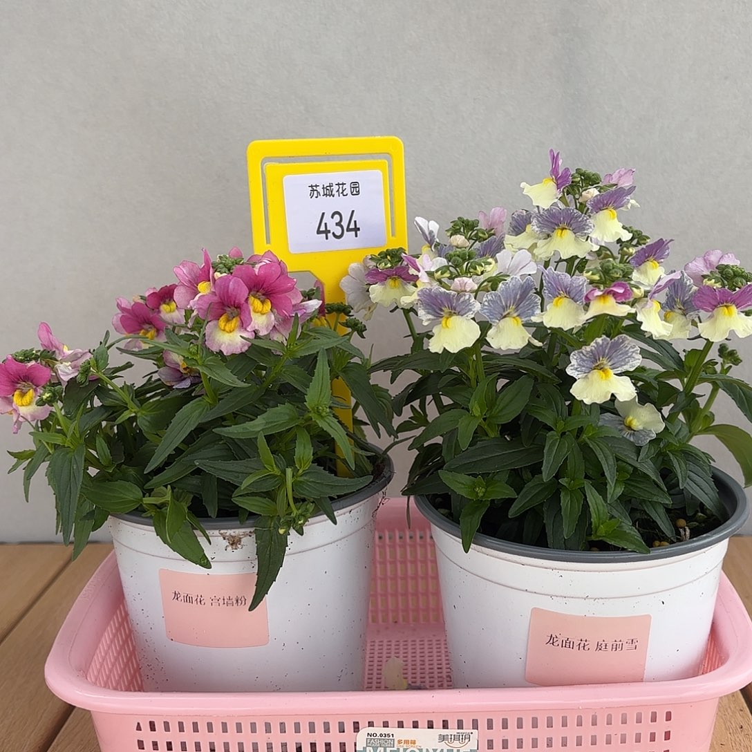 大部分开放少量花苞434