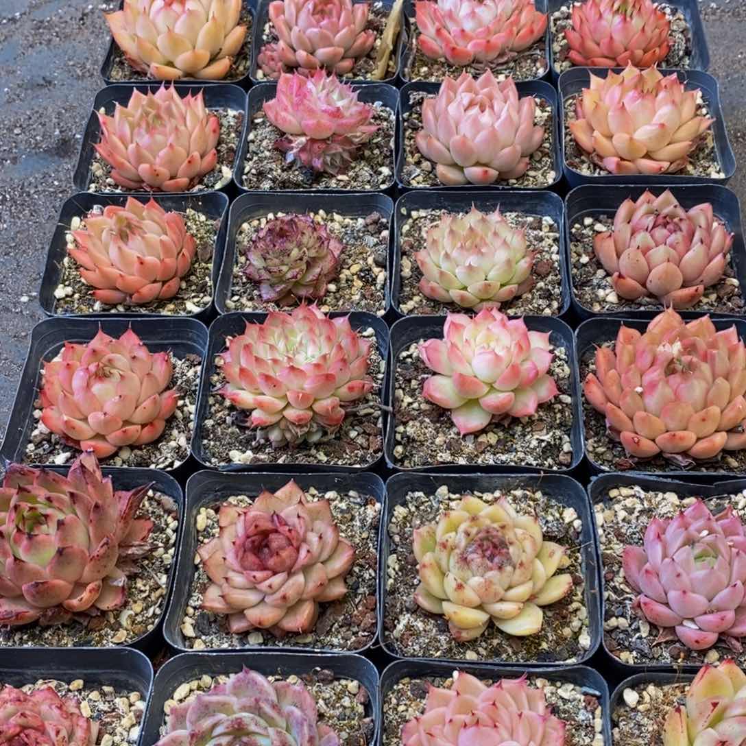 484的人和我一起去的